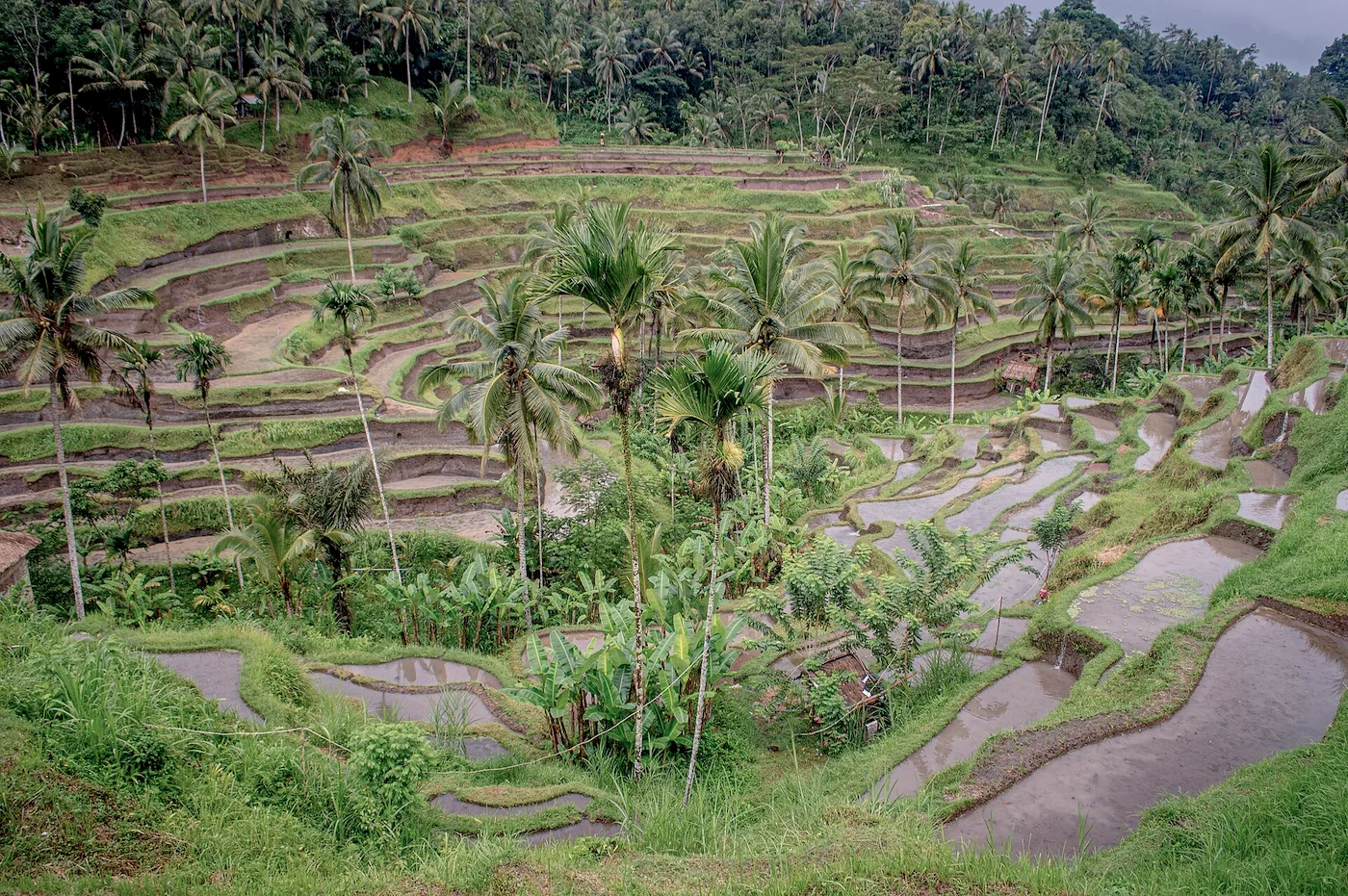 Les rizières de Tegallalang, au-dessus d’Ubud