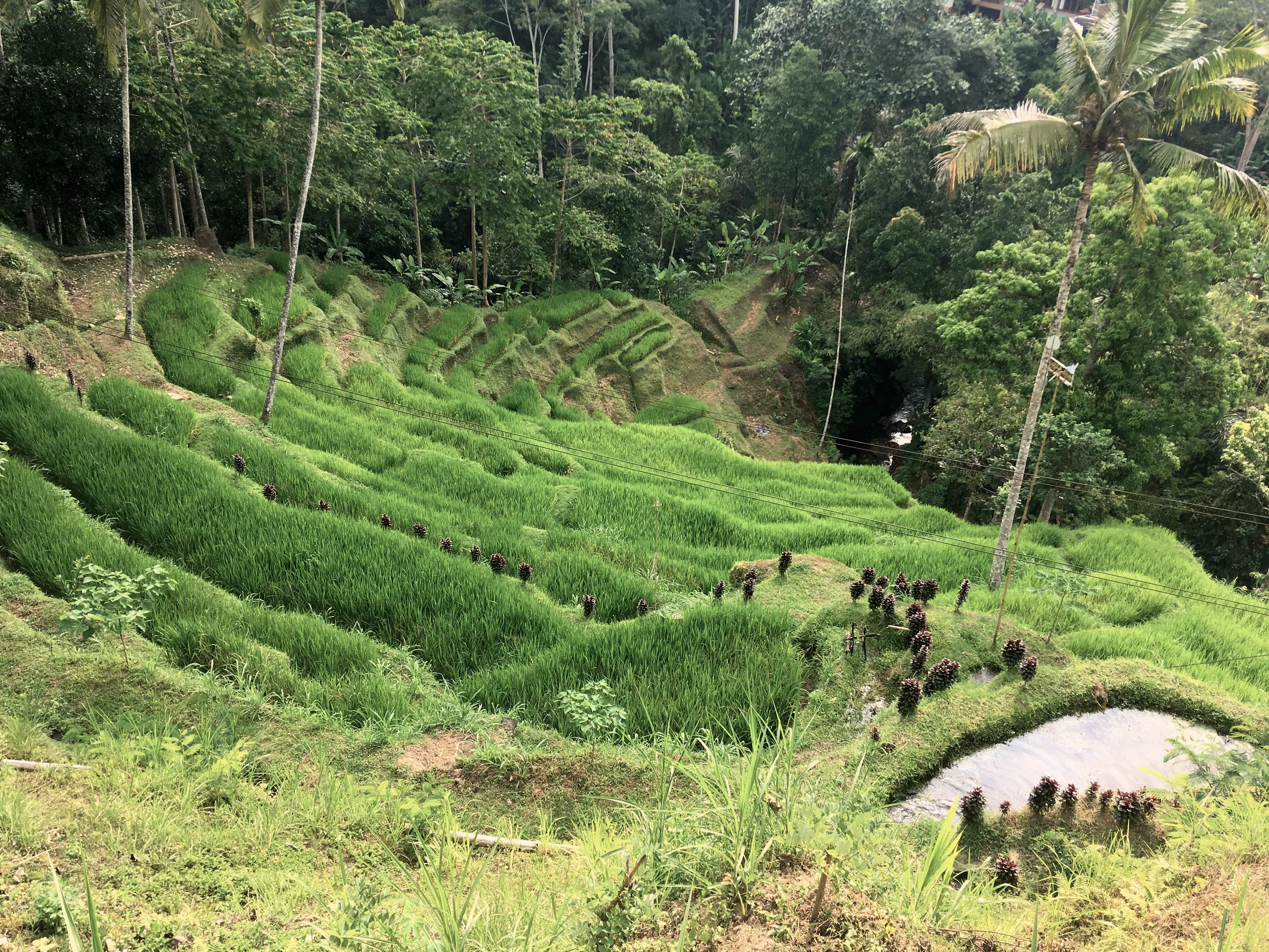 Rizières en terrasses à Tegallalang, au nord d’Ubud